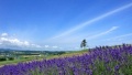 干骚逼美女视频日本一地6日游  境外旅游 6880元/人